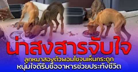 น่าสงสารจับใจ ลูกหมาสองตัวผอมโซจนเห็นกระดูก หนุ่มใจดีรีบซื้ออาหารช่วยประทังชีวิต