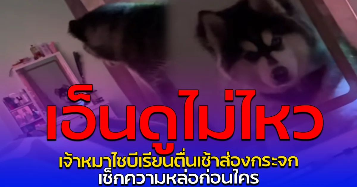 เอ็นดูไม่ไหว เจ้าหมาไซบีเรียนตื่นเช้าส่องกระจก เช็กความหล่อก่อนใคร