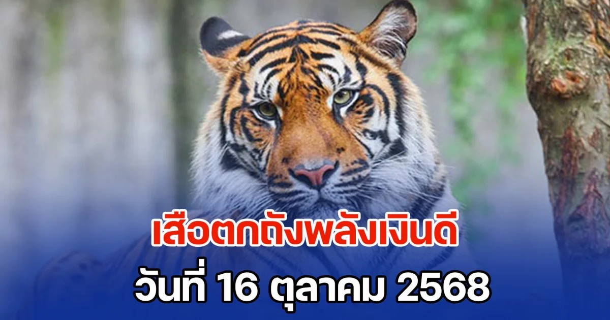 เซฟเก็บไว้เลย แนวทางจาก เสือตกถังพลังเงินดี วันที่ 16 ตุลาคม 2568