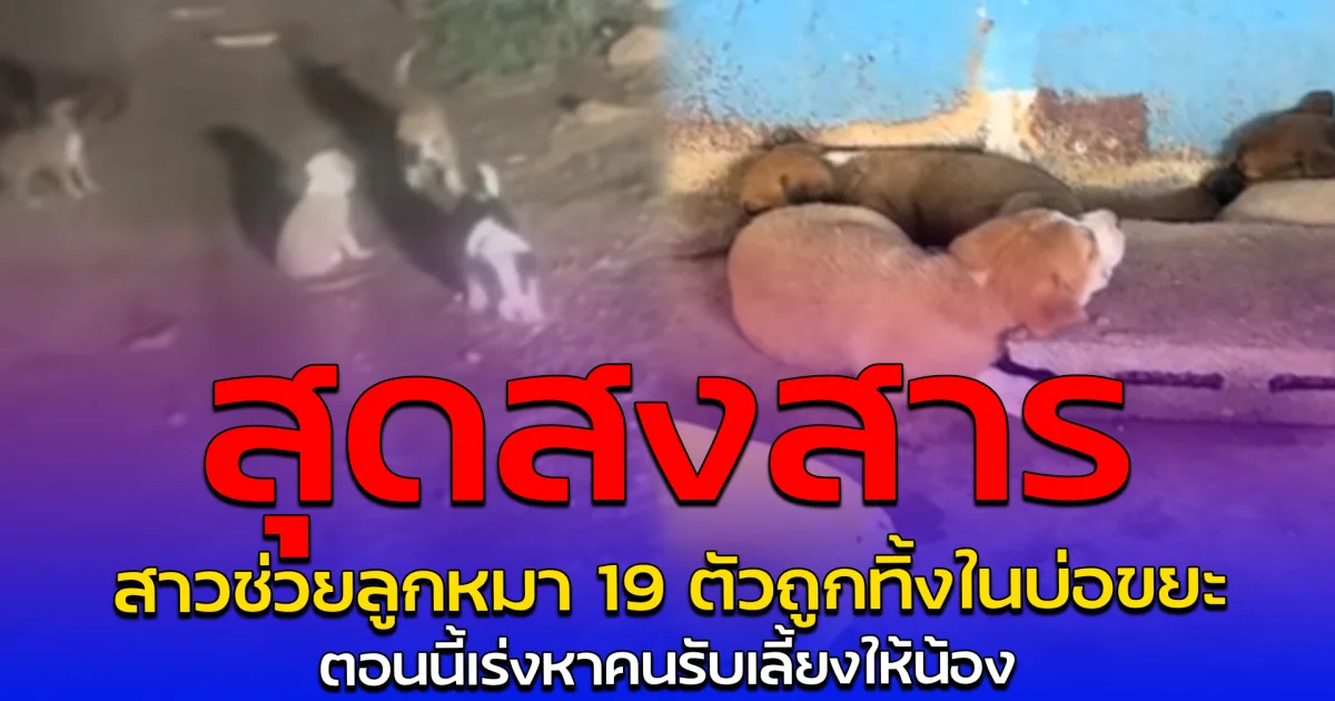 สุดสงสาร สาวช่วยลูกหมา 19 ตัวถูกทิ้งในบ่อขยะ ตอนนี้เร่งหาคนรับเลี้ยงให้น้อง