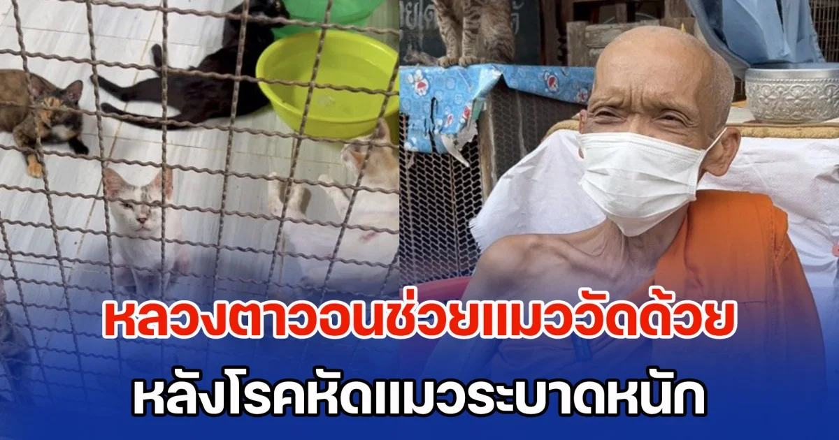 หลวงตาวอนช่วยแมววัดด้วย หลังโรคหัดแมวระบาดหนัก ดับชีวิตแมวไปกว่า 20 ตัว ฝากช่วยอีก 60 ชีวิตที่เหลือ
