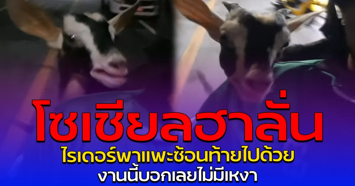 โซเชียลฮาลั่น ไรเดอร์พาแพะซ้อนท้ายไปด้วย งานนี้บอกเลยไม่มีเหงา