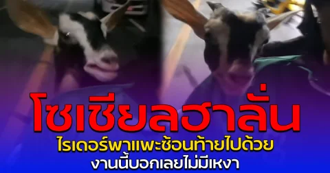 โซเชียลฮาลั่น ไรเดอร์พาแพะซ้อนท้ายไปด้วย งานนี้บอกเลยไม่มีเหงา