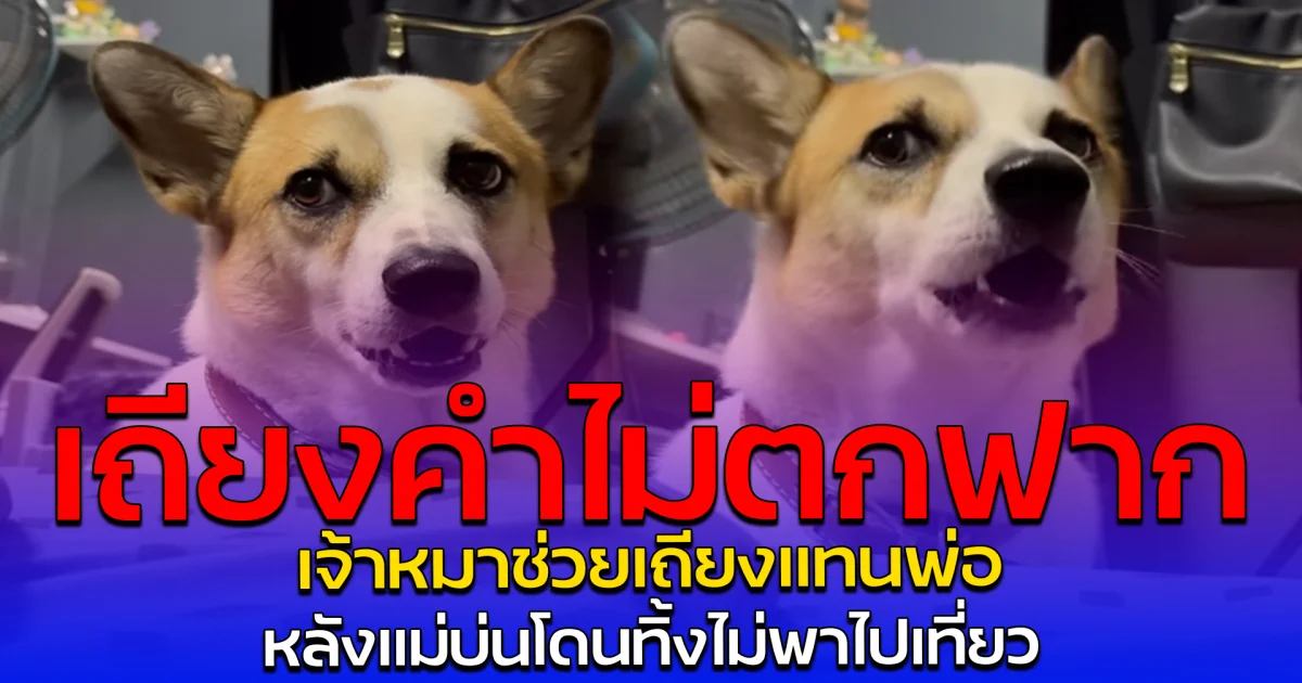 เถียงคำไม่ตกฟาก เจ้าหมาช่วยเถียงแทนพ่อ หลังแม่บ่นโดนทิ้งไม่พาไปเที่ยว