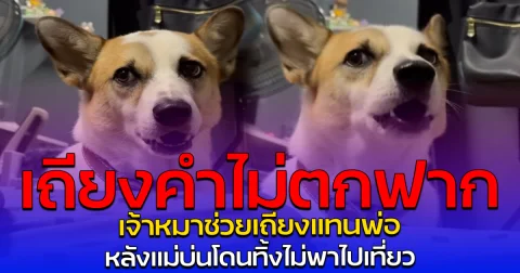 เถียงคำไม่ตกฟาก เจ้าหมาช่วยเถียงแทนพ่อ หลังแม่บ่นโดนทิ้งไม่พาไปเที่ยว
