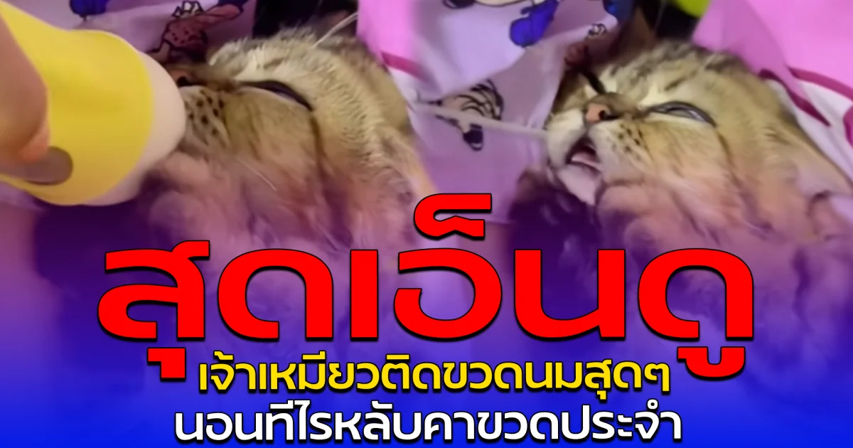สุดเอ็นดู เจ้าเหมียวติดขวดนมสุดๆ นอนทีไรหลับคาขวดประจำ