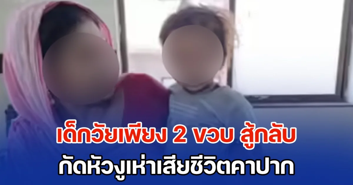 หนูก็สุดเกินไปลูก! เด็กวัยเพียง 2 ขวบ สู้กลับ กัดหัวงูเห่าดับคาปาก แต่หนูน้อยกลับรอดปาฏิหาริย์ (ข่าว ตปท.)