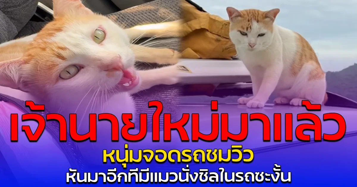 เจ้านายใหม่มาแล้ว หนุ่มจอดรถชมวิว หันมาอีกทีมีแมวนั่งชิลในรถซะงั้น