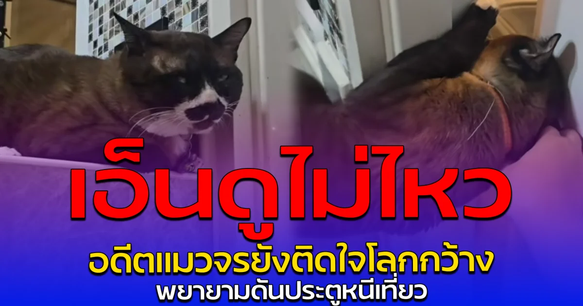 เอ็นดูไม่ไหว อดีตแมวจรยังติดใจโลกกว้าง พยายามดันประตูหนีเที่ยว