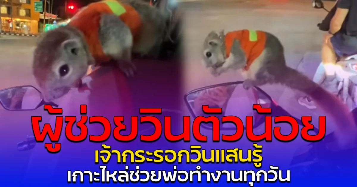 ผู้ช่วยวินตัวน้อย เจ้ากระรอกวินแสนรู้ เกาะไหล่ช่วยพ่อทำงานทุกวัน