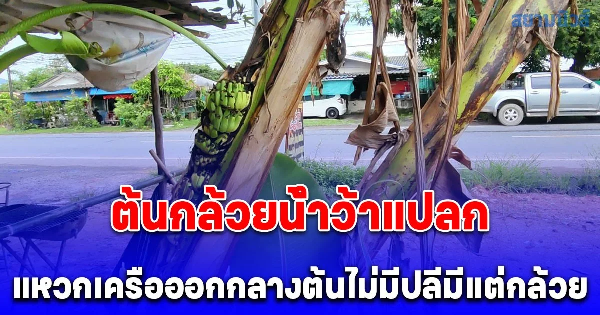 ชาวบ้านฮือฮา นำผ้าสามสีมาผูกต้นกล้วยน้ำว้าแปลก แหวกเครือออกกลางต้นไม่มีปลีมีแต่กล้วย นับได้ 12 หวี  จุดธูปขอเลข