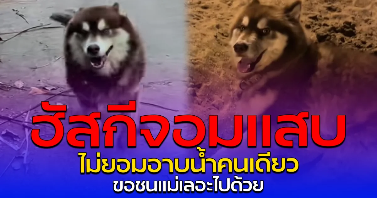 ฮัสกีจอมแสบ ไม่ยอมอาบน้ำคนเดียว ขอชนแม่เลอะไปด้วย