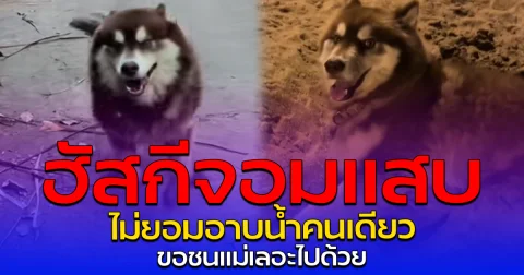ฮัสกีจอมแสบ ไม่ยอมอาบน้ำคนเดียว ขอชนแม่เลอะไปด้วย