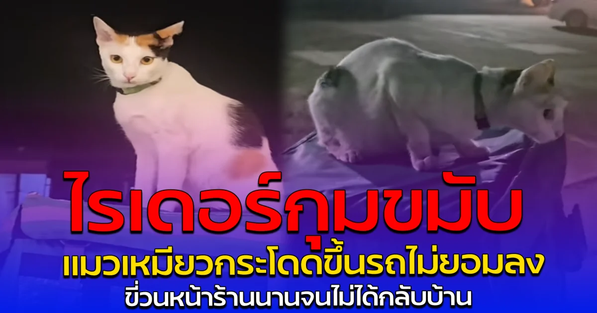 ไรเดอร์กุมขมับ แมวเหมียวกระโดดขึ้นรถไม่ยอมลง ขี่วนหน้าร้านนานจนไม่ได้กลับบ้าน