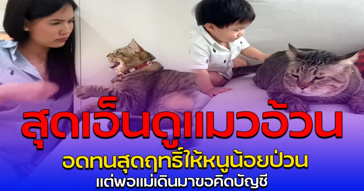 สุดเอ็นดูแมวอ้วน อดทนสุดฤทธิ์ให้หนูน้อยป่วน แต่พอแม่เดินมาขอคิดบัญชี