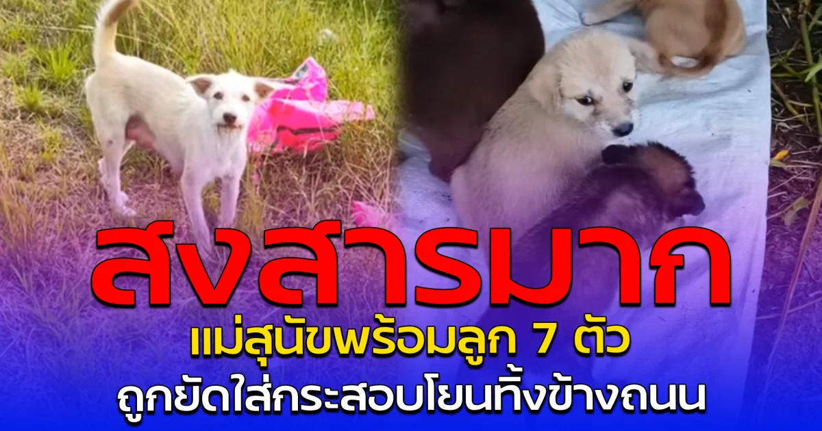 สงสารมาก แม่สุนัขพร้อมลูก 7 ตัว ถูกยัดใส่กระสอบโยนทิ้งข้างถนน