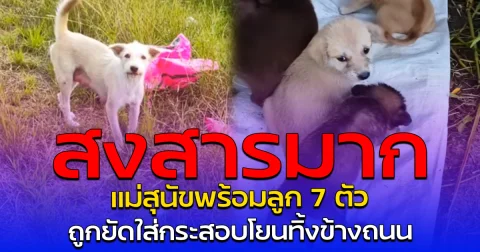สงสารมาก แม่สุนัขพร้อมลูก 7 ตัว ถูกยัดใส่กระสอบโยนทิ้งข้างถนน