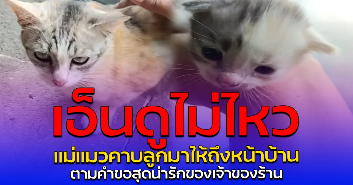 เอ็นดูไม่ไหว แม่แมวคาบลูกมาให้ถึงหน้าบ้าน ตามคำขอสุดน่ารักของเจ้าของร้าน