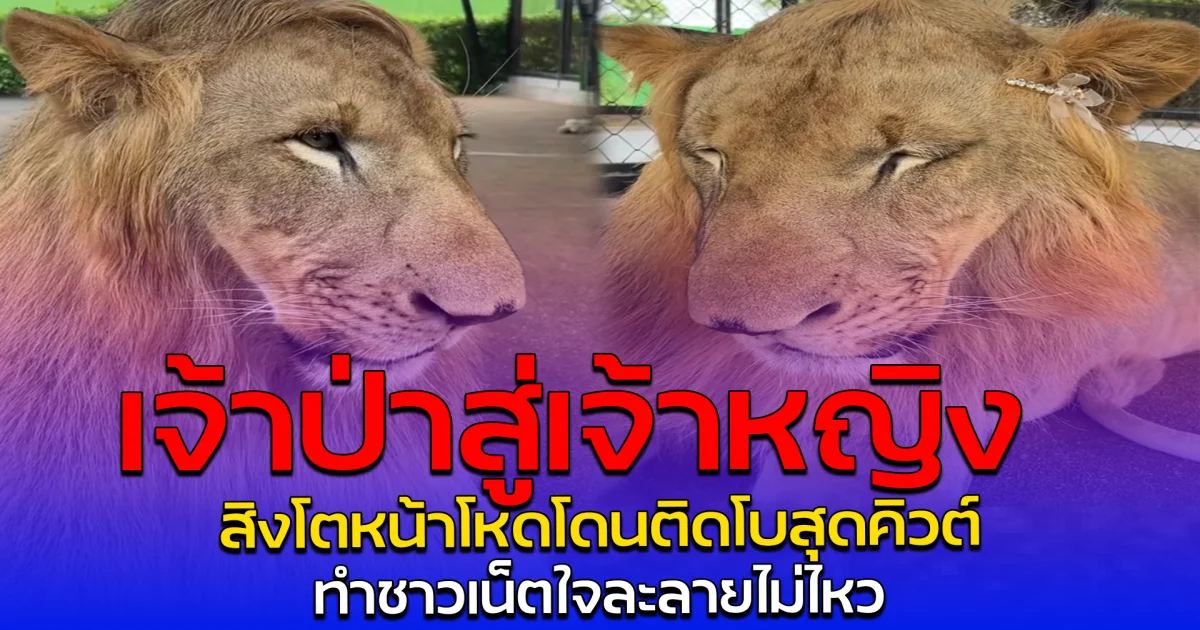 เจ้าป่าสู่เจ้าหญิง สิงโตหน้าโหดโดนติดโบสุดคิวต์ ทำชาวเน็ตใจละลายไม่ไหว