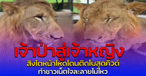 เจ้าป่าสู่เจ้าหญิง สิงโตหน้าโหดโดนติดโบสุดคิวต์ ทำชาวเน็ตใจละลายไม่ไหว
