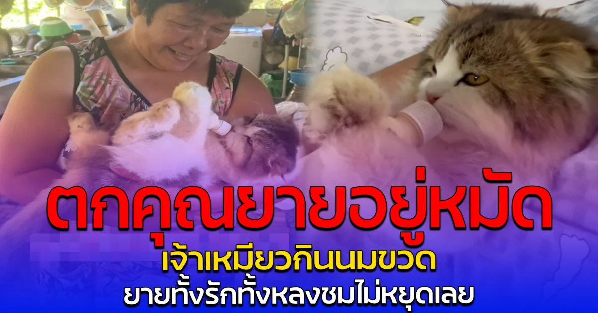 ตกคุณยายอยู่หมัด เจ้าเหมียวกินนมขวด ยายทั้งรักทั้งหลงชมไม่หยุดเลย