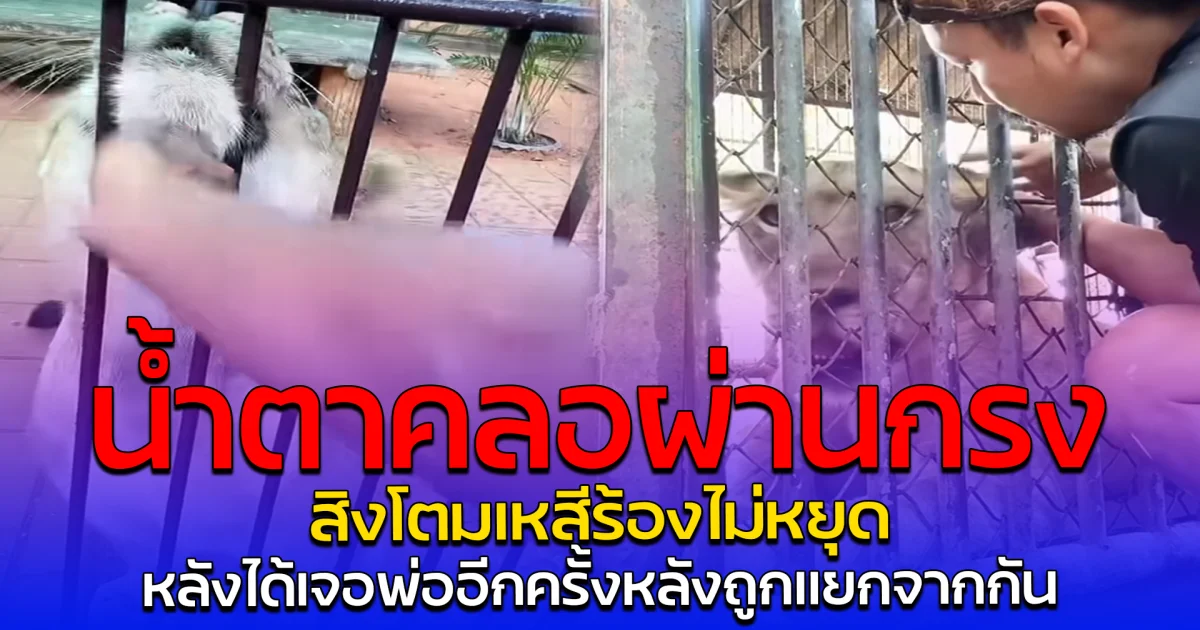 น้ำตาคลอผ่านกรง สิงโตมเหสีร้องไม่หยุด หลังได้เจอพ่ออีกครั้งหลังถูกแยกจากกัน