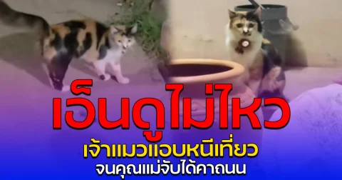 เอ็นดูไม่ไหว เจ้าแมวแอบหนีเที่ยว จนคุณแม่จับได้คาถนน