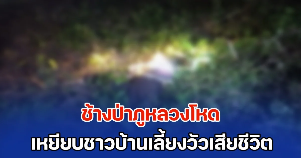 ช้างป่าภูหลวง เหยียบชาวบ้านเลี้ยงวัว เสียชีวิตคาสวนยาง