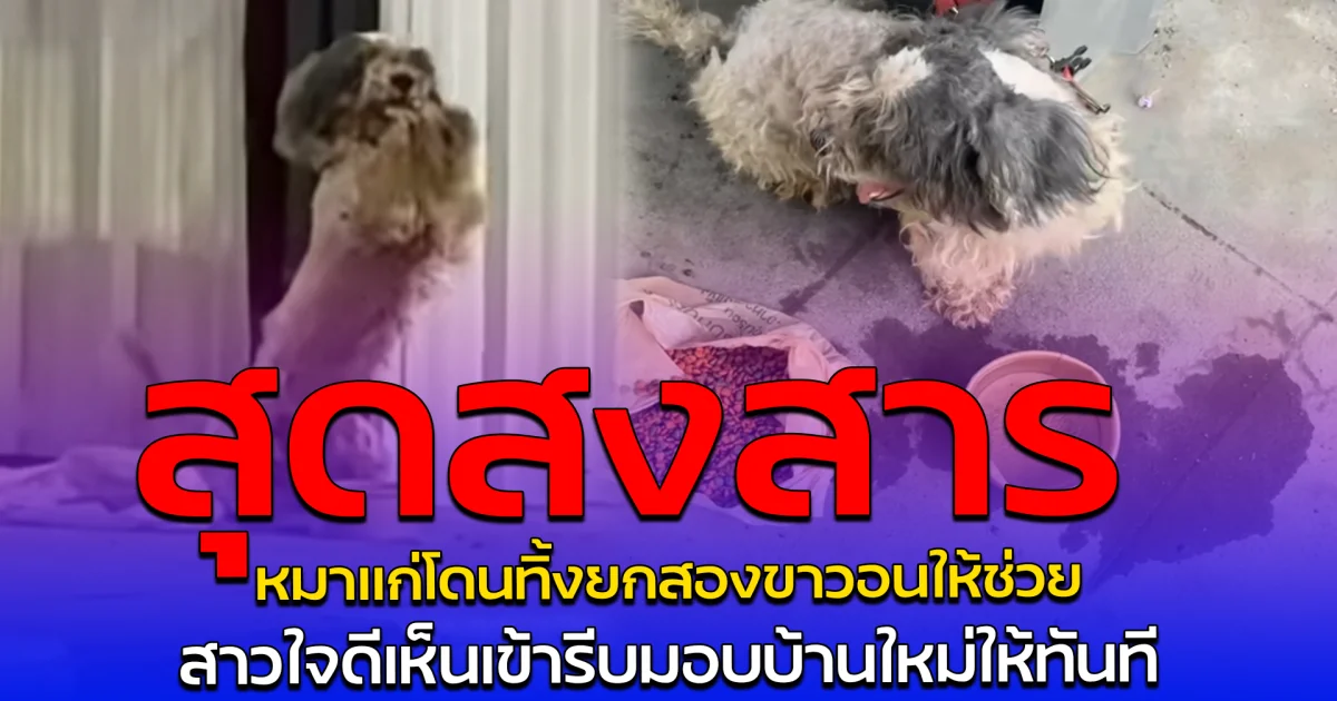 สุดสงสาร หมาแก่โดนทิ้งยกสองขาวอนให้ช่วย สาวใจดีเห็นเข้ารีบมอบบ้านใหม่ให้ทันที