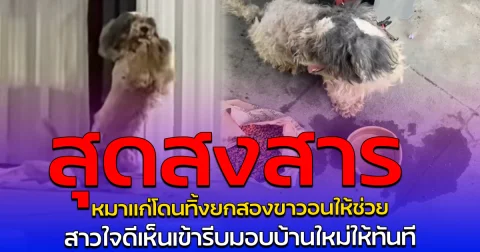สุดสงสาร หมาแก่โดนทิ้งยกสองขาวอนให้ช่วย สาวใจดีเห็นเข้ารีบมอบบ้านใหม่ให้ทันที