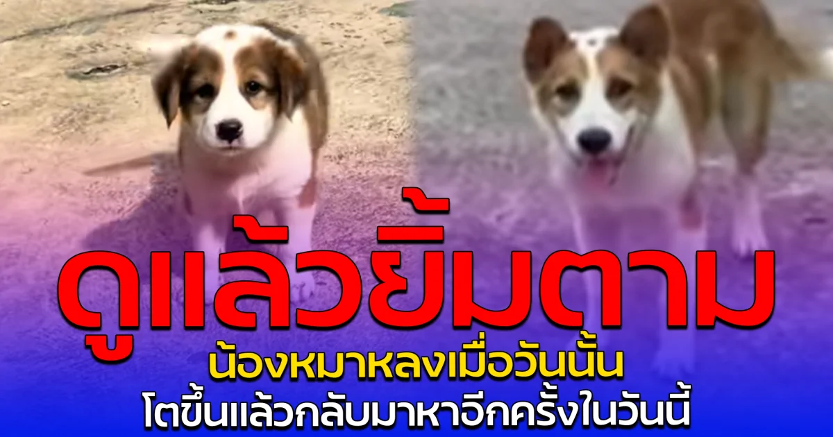 ดูแล้วยิ้มตาม น้องหมาหลงเมื่อวันนั้น โตขึ้นแล้วกลับมาหาอีกครั้งในวันนี้