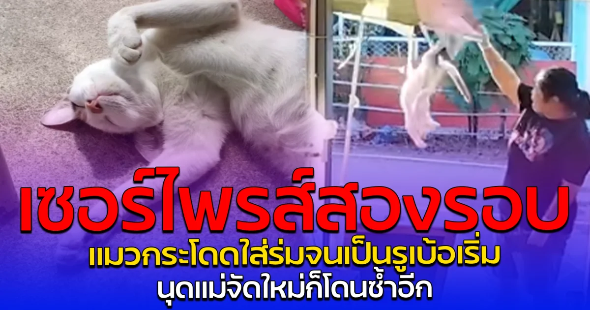 เซอร์ไพรส์สองรอบ แมวกระโดดใส่ร่มจนเป็นรูเบ้อเริ่ม นุดแม่จัดใหม่ก็โดนซ้ำอีก