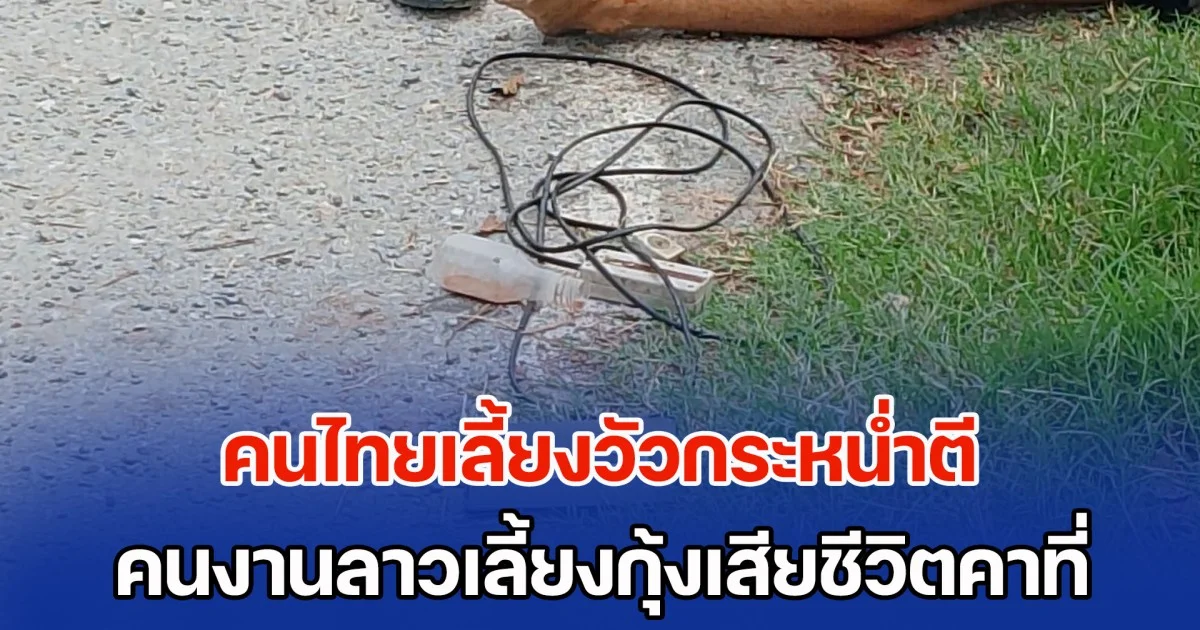 ทะเลาะกันเรื่องหญ้า คนไทยเลี้ยงวัวกระหน่ำตี คนงานลาวเลี้ยงกุ้งเสียชีวิตคาที่