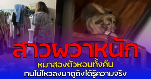 สาวผวาหนัก หมาสองตัวหอนทั้งคืน ทนไม่ไหวลงมาดูถึงได้รู้ความจริง