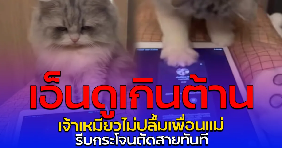 เอ็นดูเกินต้าน เจ้าเหมียวไม่ปลื้มเพื่อนแม่ รีบกระโจนตัดสายทันที