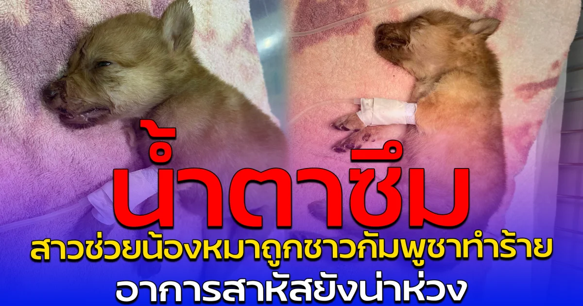 น้ำตาซึม สาวช่วยน้องหมาถูกชาวกัมพูชาทำร้าย อาการสาหัสยังน่าห่วง