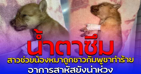 น้ำตาซึม สาวช่วยน้องหมาถูกชาวกัมพูชาทำร้าย อาการสาหัสยังน่าห่วง