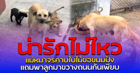 น่ารักไม่ไหว แม่หมาจรคาบใบไม้ขอขนมปัง แถมพาลูกมาขวางถนนกันเพียบ