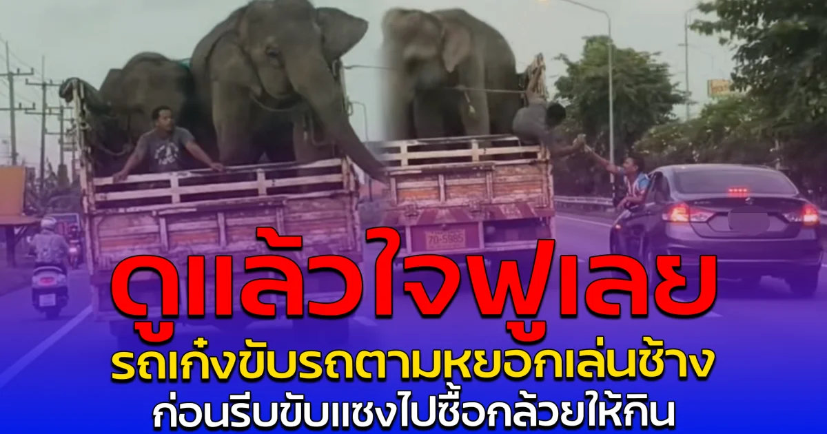 ดูแล้วใจฟูเลย รถเก๋งขับรถตามหยอกเล่นช้าง ก่อนรีบขับแซงไปซื้อกล้วยให้กิน