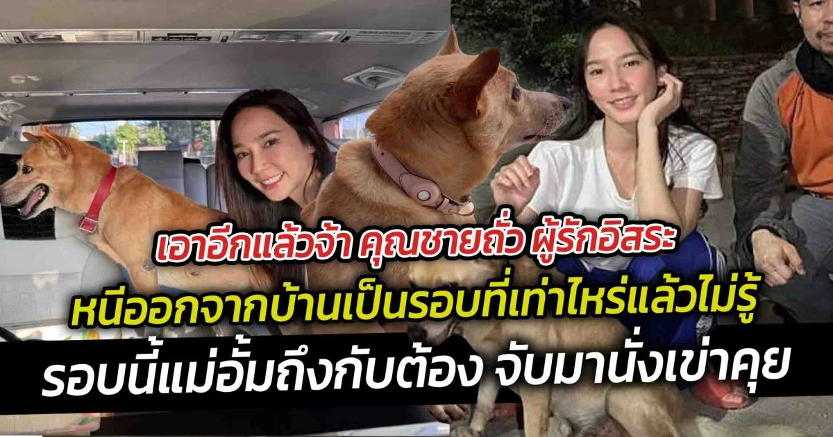 เอาอีกแล้วจ้า คุณชายถั่ว ผู้รักอิสระ หนีออกจากบ้านเป็นรอบที่เท่าไหร่แล้วไม่รู้ เจ้าหมาสุดรักของแม่อั้ม หนีออกจากบ้านอีกแล้ว