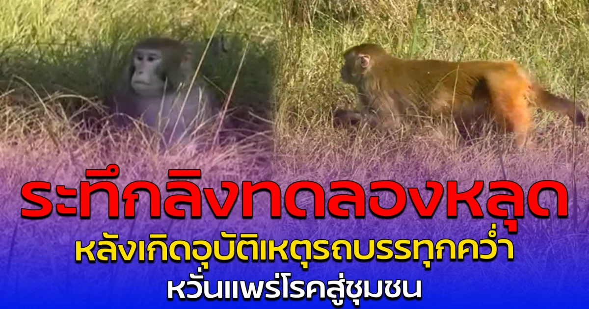 ระทึกลิงทดลองหลุด หลังเกิดอุบัติเหตุรถบรรทุกคว่ำ หวั่นแพร่โรคสู่ชุมชน