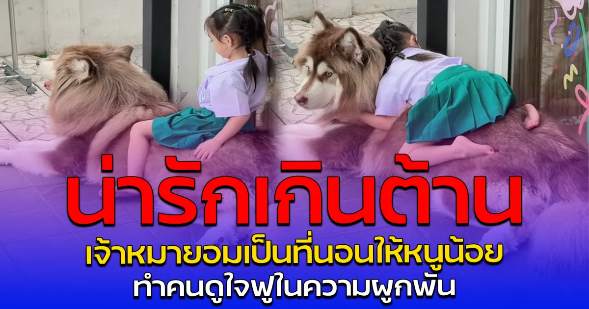 น่ารักเกินต้าน เจ้าหมายอมเป็นที่นอนให้หนูน้อย ทำคนดูใจฟูในความผูกพัน