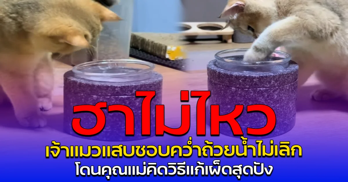 ฮาไม่ไหว เจ้าแมวแสบชอบคว่ำถ้วยน้ำไม่เลิก โดนคุณแม่คิดวิธีแก้เผ็ดสุดปัง