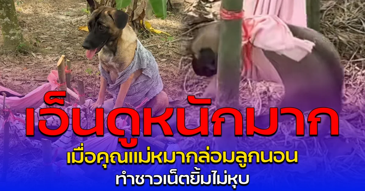 เอ็นดูหนักมาก เมื่อคุณแม่หมากล่อมลูกนอน ทำชาวเน็ตยิ้มไม่หุบ