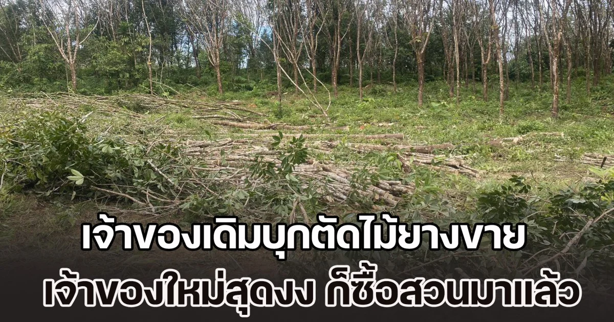 เจ้าของใหม่สุดงง! โร่แจ้งตำรวจทันที หลังซื้อสวนยางพาราแล้ว แต่เจ้าของเดิมกลับบุกรุก-ตัดไม้ยางขายกว่า 200 ต้น