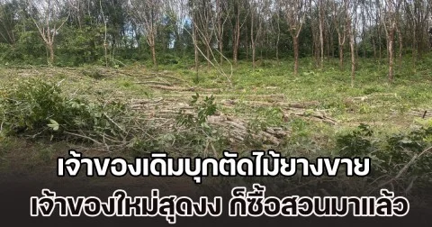 เจ้าของใหม่สุดงง! โร่แจ้งตำรวจทันที หลังซื้อสวนยางพาราแล้ว แต่เจ้าของเดิมกลับบุกรุก-ตัดไม้ยางขายกว่า 200 ต้น