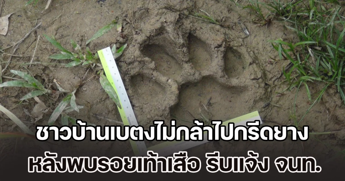 ชาวบ้านเบตงไม่กล้าไปกรีดยาง หลังพบรอยเท้าเสือ รีบแจ้ง จนท.ตรวจสอบด่วน