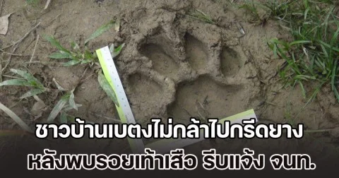 ชาวบ้านเบตงไม่กล้าไปกรีดยาง หลังพบรอยเท้าเสือ รีบแจ้ง จนท.ตรวจสอบด่วน