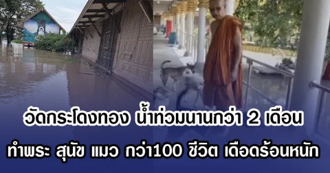 วัดกระโดงทอง น้ำท่วมนานกว่า 2 เดือน ทำพระ สุนัข แมว กว่า100 ชีวิตเดือดร้อนหนัก