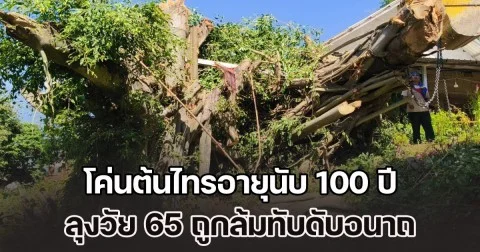 ไม่เชื่ออย่าลบหลู่! ลุงวัย 65 ลงมือโค่นต้นไทรอายุนับ 100 ปี ขนาด 4 คนโอบ ถูกต้นไม้ล้มทับดับอนาถ